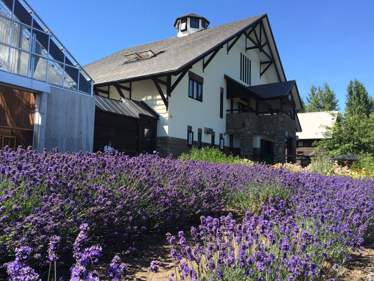 여름 홋카이도 후라노 라벤더